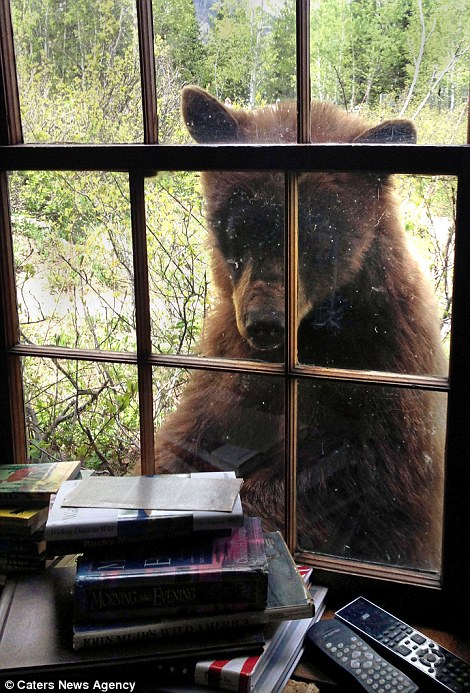 美国大蒂顿国家公园“饿熊”闯入屋内找寻食物吓坏女主人