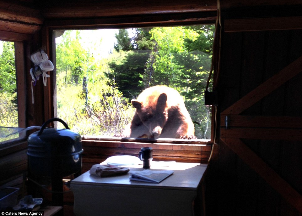 美国大蒂顿国家公园“饿熊”闯入屋内找寻食物吓坏女主人
