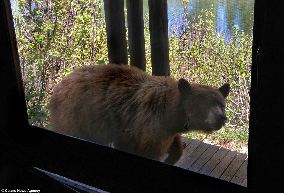 美国大蒂顿国家公园“饿熊”闯入屋内找寻食物吓坏女主人