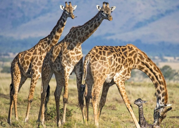 ����¹��������ֻͬ���ػ���˳�����±���