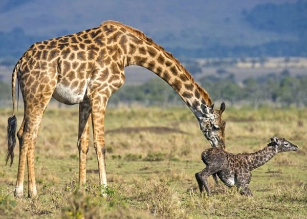 ����¹����Ϊ�����������