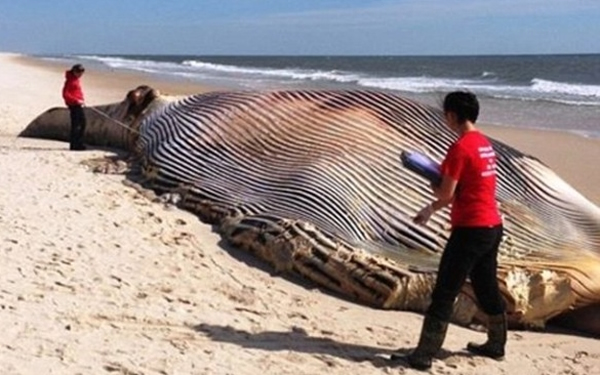 ���뾨ʬ��޴��ޱ�