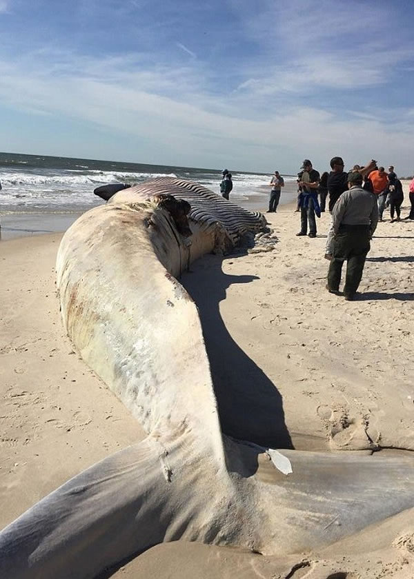 ���뾨ʬ��������������Χ��