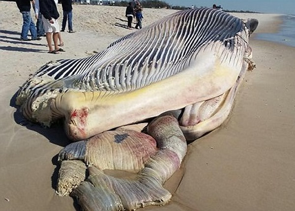 ���뾨ʬ�屻���ϰ���