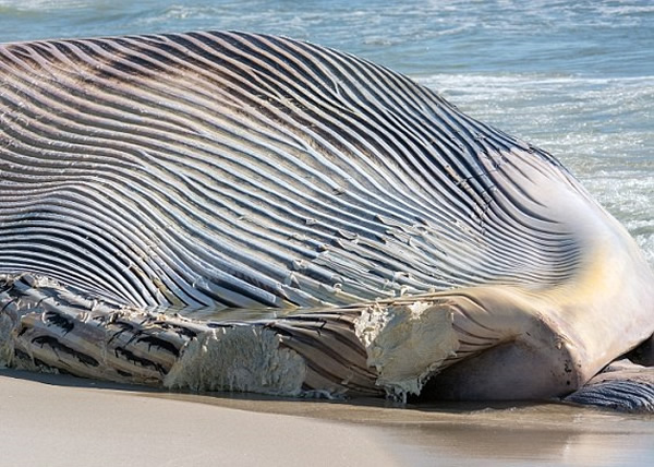 ��ָ���뾨���ܱ���ֻײ��