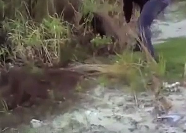 醉汉对着黑熊的头打下去,手法残忍。