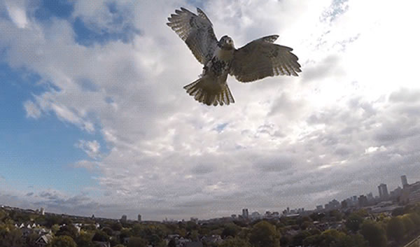 美国男子操控航模与苍鹰擦肩而过