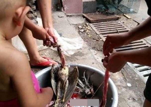 Ұ�����ﱻ�������˷�Ѫ��ë