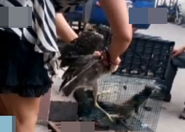 ����Ұ�����ﱻ������