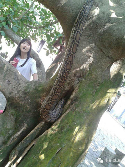 3米巨蟒到珠海三灶一农庄羊圈外欲吃羊时被工人们合力制服