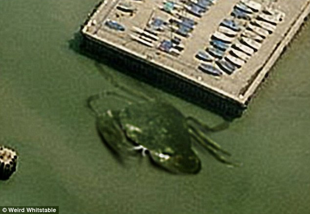 ���ĵ�һֻ���������з������Ӣ����ͷǳˮ����