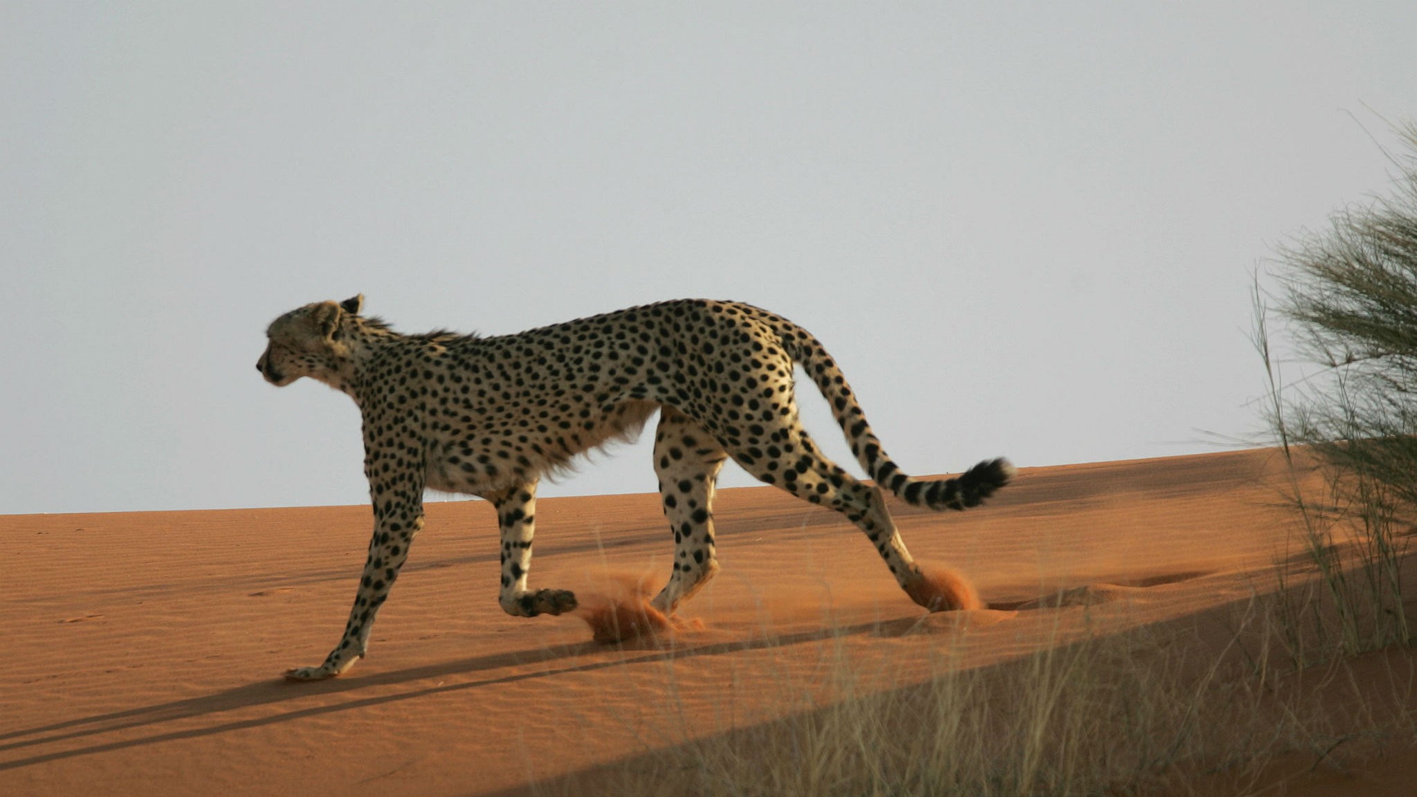 猎豹四处行走消耗的能量更多