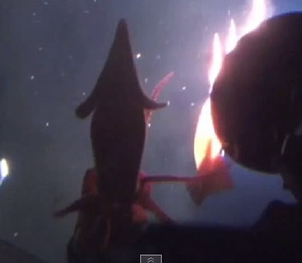 ��������������ɫ��ƽ��֯Ǳͧ