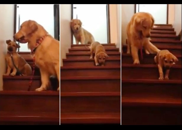 Сԭ롰ùġëѰȮ(ͼ)Ȱ󣬹¥