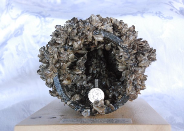 繁殖速度惊人的斑驴贝,可瞬间堵塞喉管。