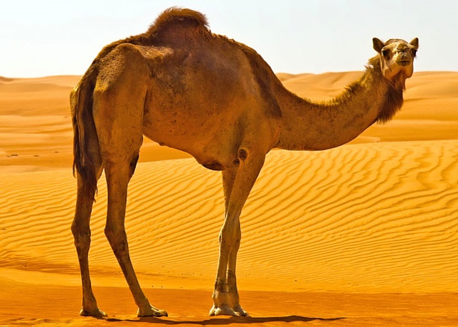 �Ű�����Ůʿ���Ž�ͷ���������������У����ʿɱ��ǿ�ͼ��й���