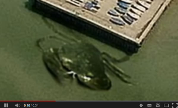 Ӣ��ˮ����ڡ��з�޹֡���