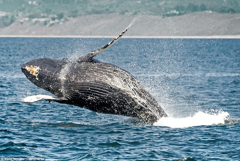 ��ͷ��Ծ��ˮ����Ϳշɹ���С�����