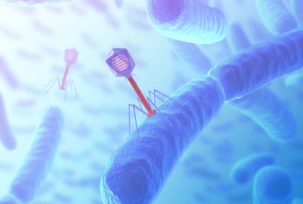 ��������ѧ���������ڷ���һ�����Ͳ�����crAssphage��