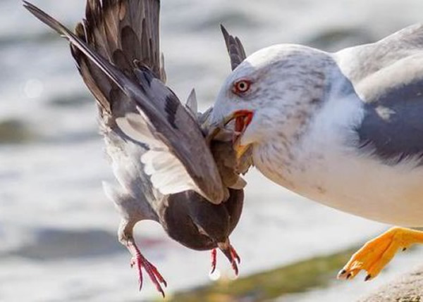 ��ɱ�ֺ�Ÿ������Ŀ�����һ��ҧס�׸�ľ�������Է��޷�������