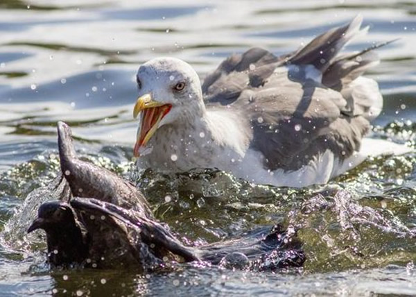 ���Ÿ��Ѱ׸��ϵ����ڣ���Է���к����ʳ��