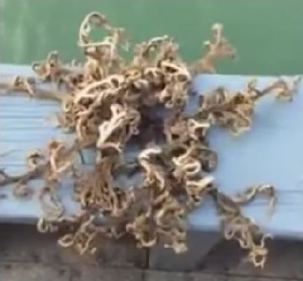 �¼������񲶻��а�������ġ��������