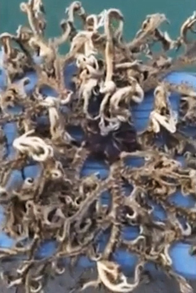 新加坡渔民钓到一条神秘海洋动物