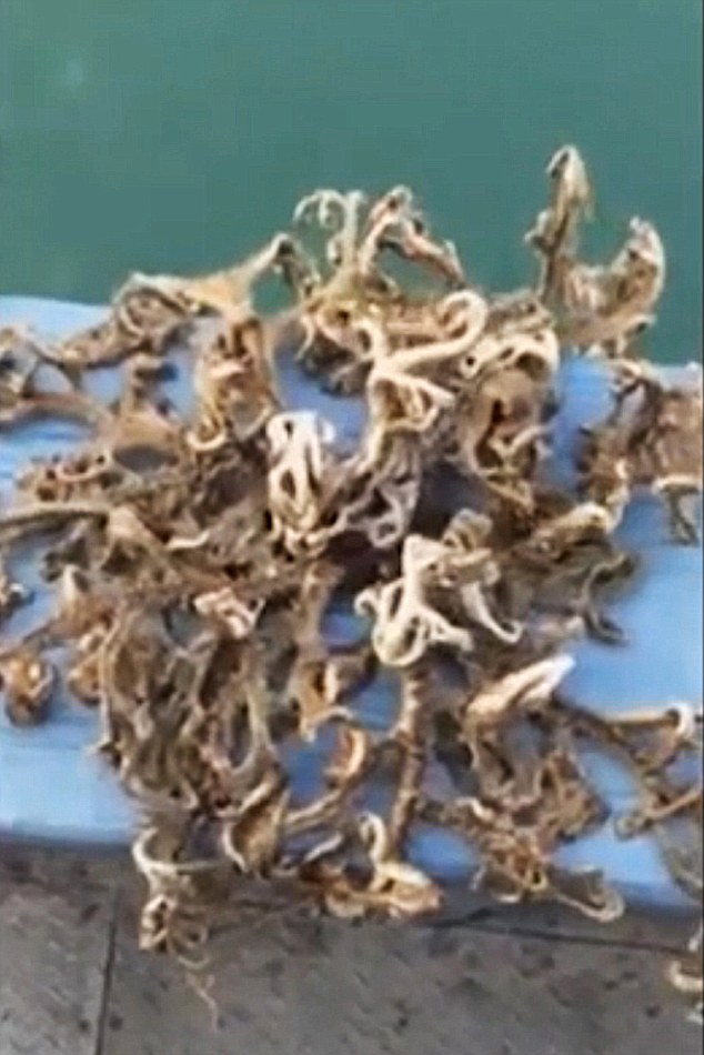 新加坡渔民钓到一条神秘海洋动物