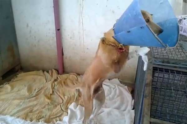 ڸԭеġȲվֻú·һֻ