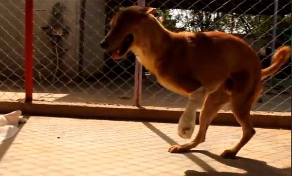 ڸԭеġȲվֻú·һֻ