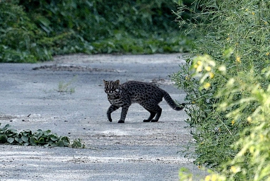 ʯ���Ǹйٷǳ������Ķ����Ȼ�����ף���Ȼתͷ��������С������������Ƭ�ṩ����С��