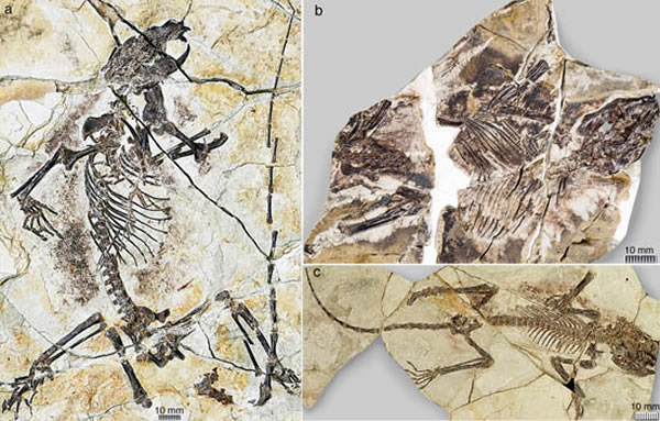 1.6亿年前的真贼兽化石
