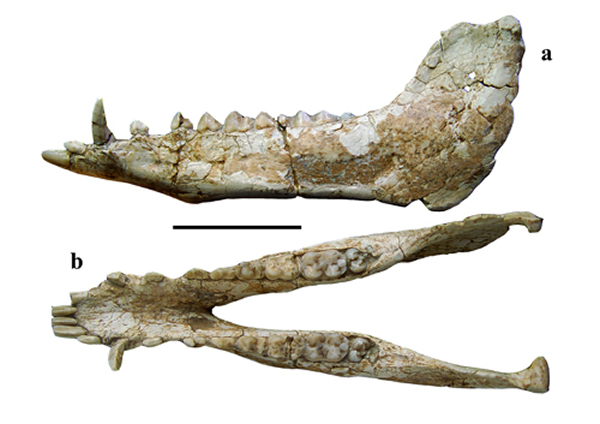 ���Ĺ������Chleuastochoerus linxiaensis����� �����ؿ���ͼ��