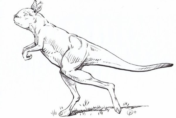 澳洲发现的史前巨型袋鼠用后腿站立行走