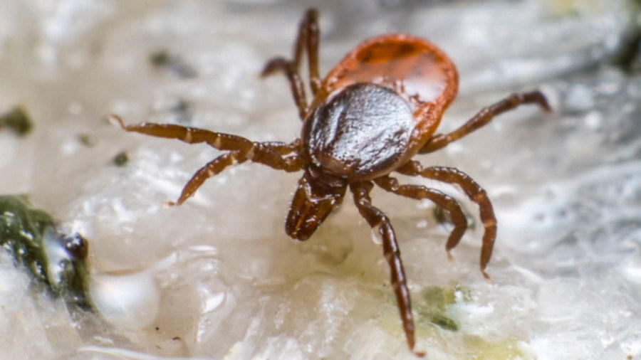 扁虱携带最古老的莱姆病