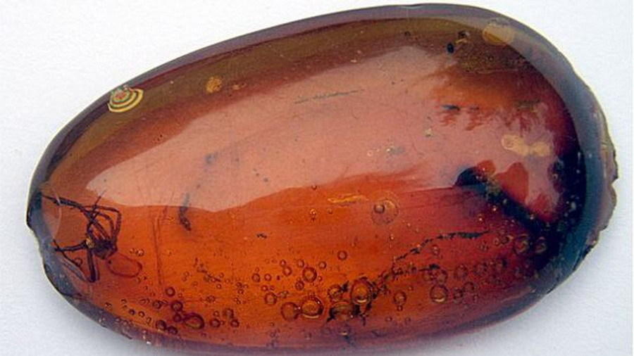 1.1亿年前开花植物有性繁殖证据