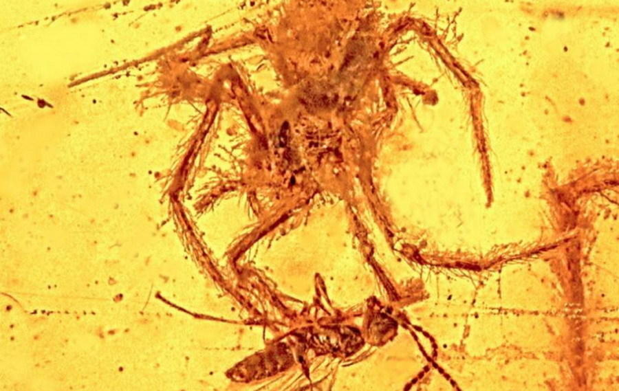 正在攻击黄蜂的蜘蛛