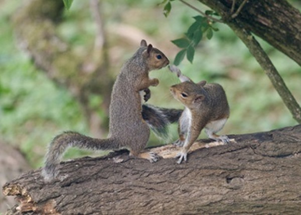 ������(ͼ)������в��ԭ��������