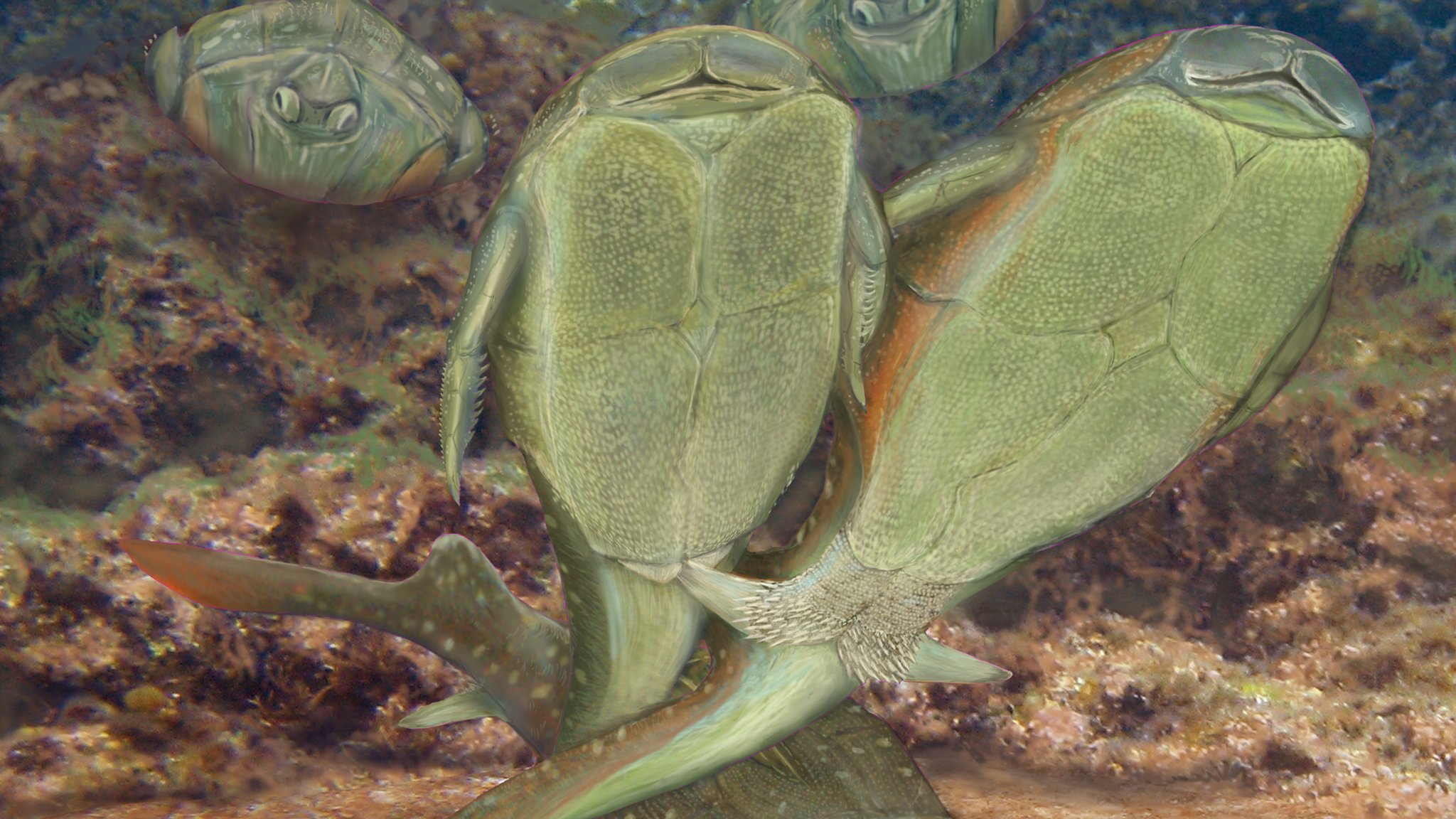 ���޿�ѧ�ҷ��ֵ�һֻ�Խ��Ķ��賓��3.85��ǰ��Ƥ��ٵ�С֫��