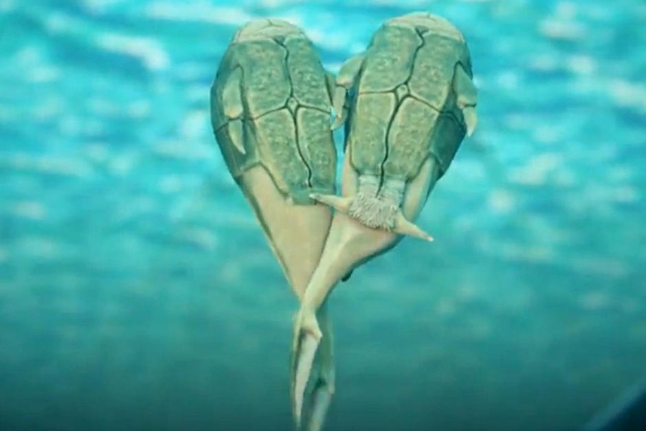 ���޿�ѧ�ҷ��ֵ�һֻ�Խ��Ķ��賓��3.85��ǰ��Ƥ��ٵ�С֫��