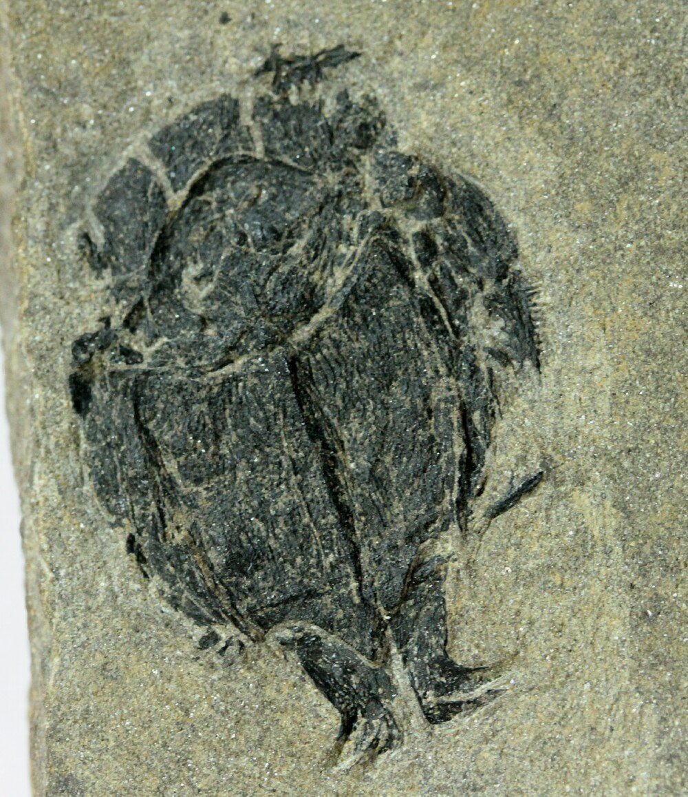 ���޿�ѧ�ҷ��ֵ�һֻ�Խ��Ķ��賓��3.85��ǰ��Ƥ��ٵ�С֫��