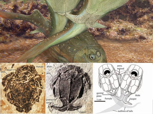 ���޿�ѧ�ҷ��ֵ�һֻ�Խ��Ķ��賓��3.85��ǰ��Ƥ��ٵ�С֫��