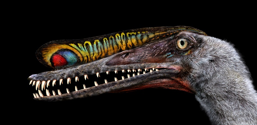 哈密翼龙雄性头骨复原(赵闯绘)