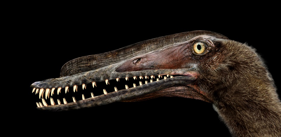 哈密翼龙雌性头骨复原(赵闯 绘)