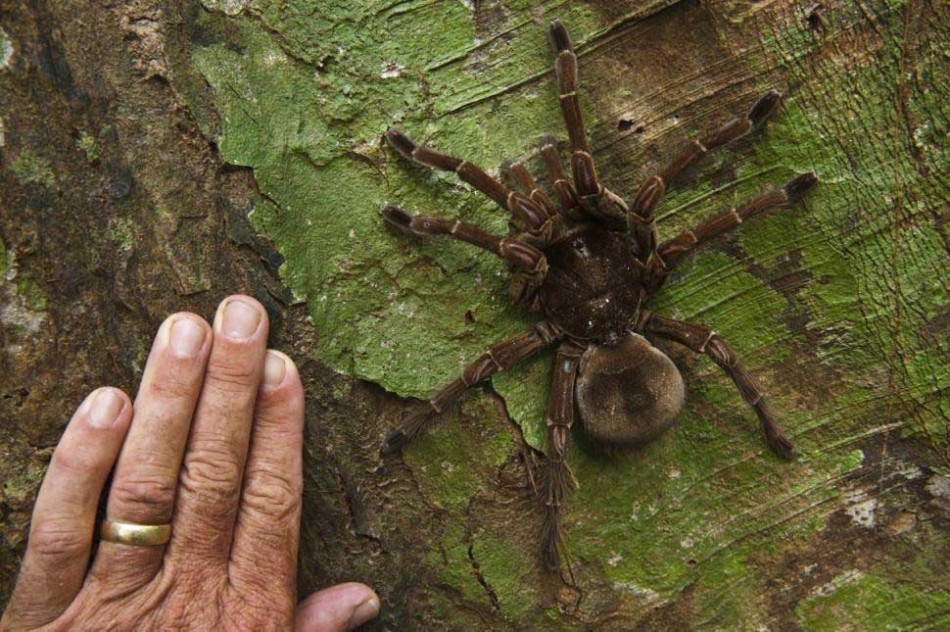美国科学家在圭亚那丛林偶遇世界最大蜘蛛