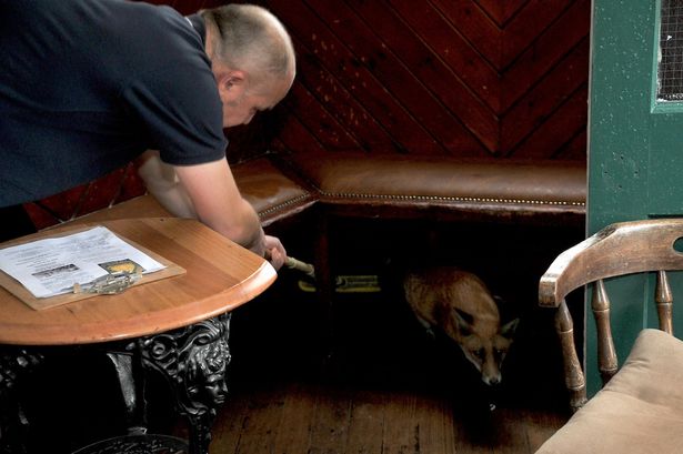 英格兰一只狐狸摔落餐馆烟囱意外饱餐一顿 被逮到露出一脸呆萌