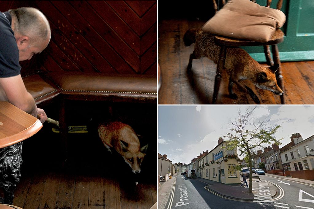 英格兰一只狐狸摔落餐馆烟囱意外饱餐一顿 被逮到露出一脸呆萌
