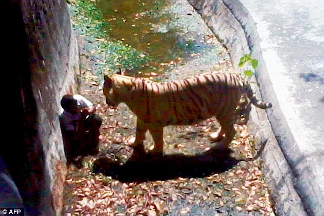 印度白虎咬死人续:死者身上有老虎图腾