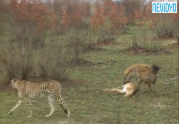 鬣狗跑来赶走猎豹,打算自己享受大餐。