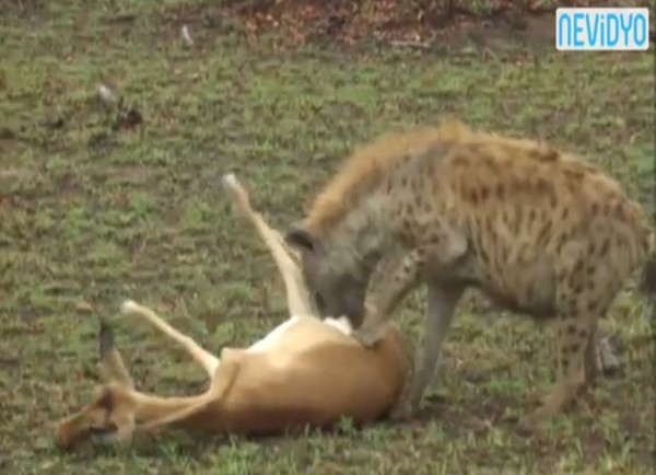 黑斑羚被咬装不痛